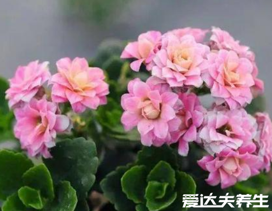 长寿花有毒吗,又为什么致癌,关于长寿花的辟谣
