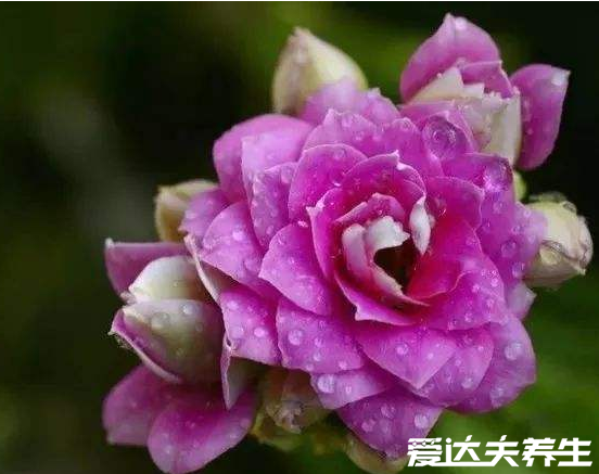 长寿花有毒吗,又为什么致癌,关于长寿花的辟谣