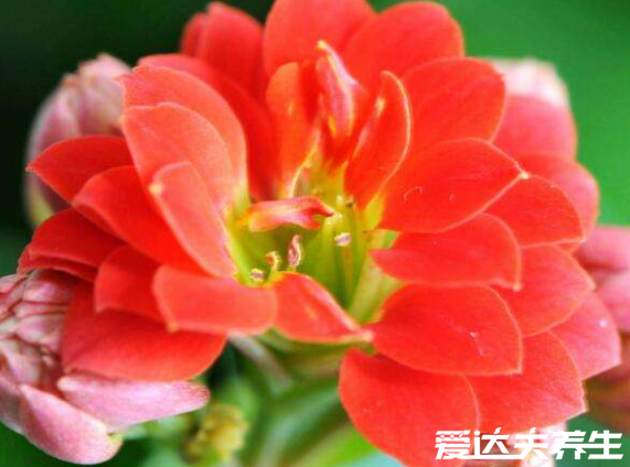 长寿花有毒吗,又为什么致癌,关于长寿花的辟谣