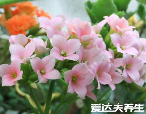 长寿花有毒吗,又为什么致癌,关于长寿花的辟谣