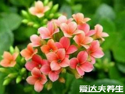 长寿花有毒吗,又为什么致癌,关于长寿花的辟谣