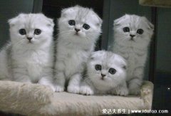 折耳猫为什么不能养,猫咪痛苦主人会心疼