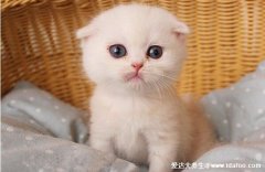 折耳猫为什么不能养，没有买卖就没有伤害