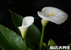 真实的高清马蹄莲图片，好看但有毒(也能解