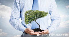 脂肪肝是怎么形成的?水飞蓟作用多了解下