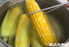 煮玉米需要多长时间，甜玉米冷水煮开后再