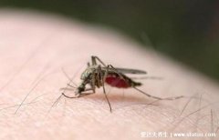 最有效的11种驱蚊方法,操作简单快速见效