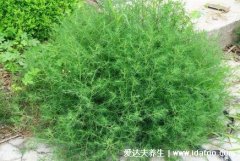 最真实的养肝草图片，养肝草功效和禁忌(可