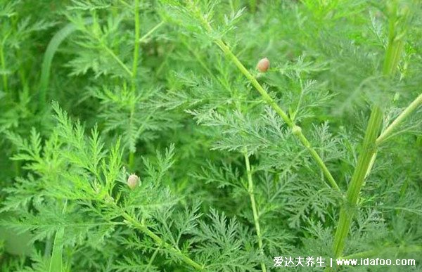 最真实的青蒿图片,青蒿和艾草的区别(艾草更香)