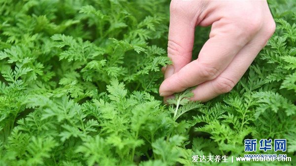 最真实的青蒿图片,青蒿和艾草的区别(艾草更香)