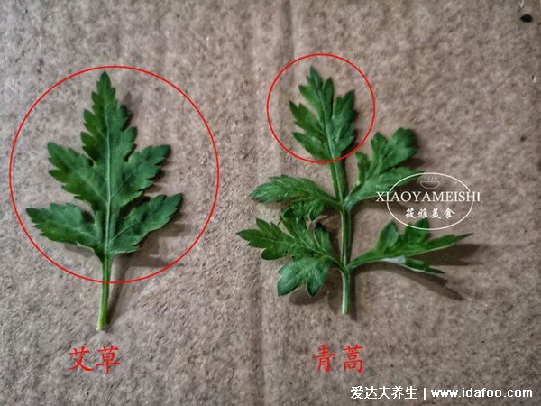 最真实的青蒿图片,青蒿和艾草的区别(艾草更香)
