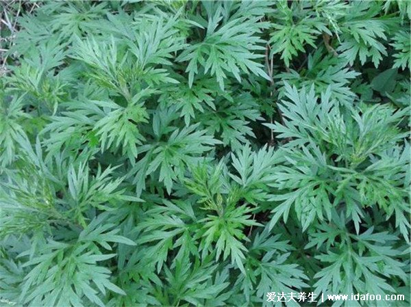 最真实的青蒿图片,青蒿和艾草的区别(艾草更香)