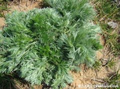 白蒿的功效与作用图片，可缓解孕期水肿/延