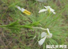 独脚金不适合哪些人喝，体弱/脾虚/腹泻者勿