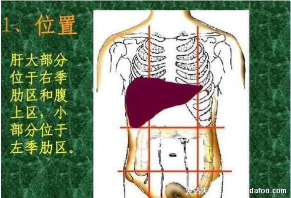 肝不好一臭二黄三多,警惕口臭/黄疸/出血多(肝区疼痛位置图)