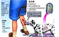 狂犬病的潜伏期是多久，1-3个月极少数超过