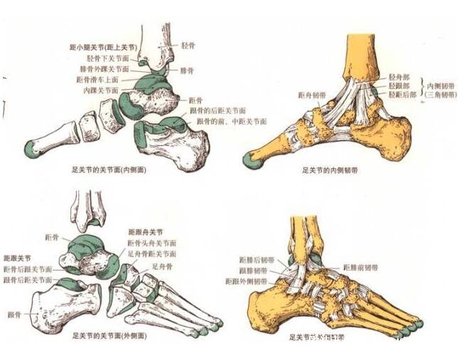 脚的结构图和名称,由骨骼/肌肉/血管/神经构成的重要器官