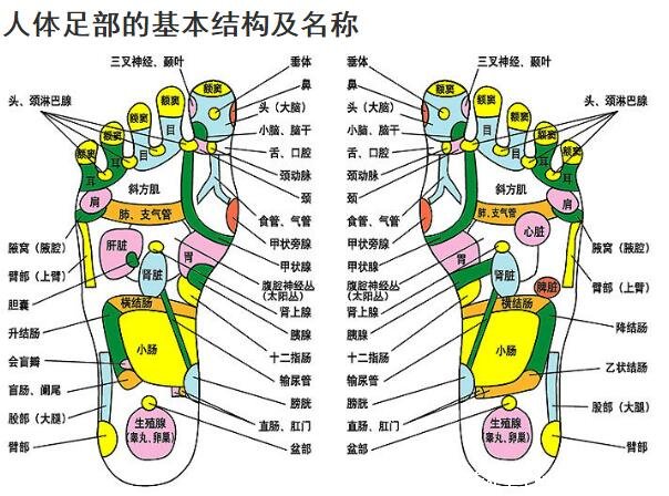 脚的结构图和名称,由骨骼/肌肉/血管/神经构成的重要器官