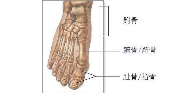 脚的结构图和名称,由骨骼/肌肉/血管/神经构成的重要器官