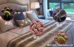 螨虫的克星是什么,怎么判断床上有螨虫图