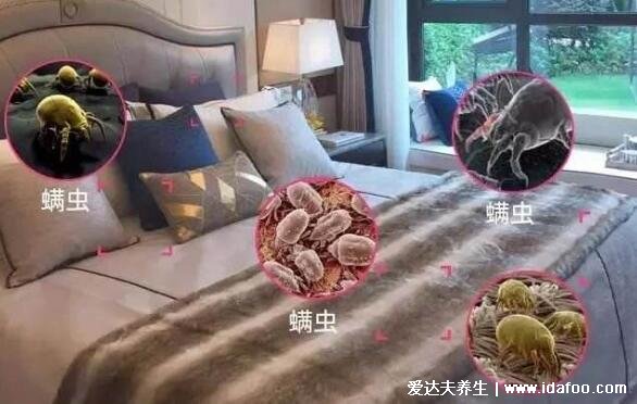 螨虫的克星是什么,怎么判断床上有螨虫图片(阳光/高温杀死螨虫)