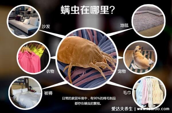 螨虫的克星是什么,怎么判断床上有螨虫图片(阳光/高温杀死螨虫)