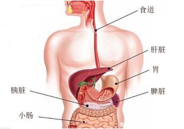 胃疼和肝疼对照图片,胃在左上腹部/肝大部位在右上腹