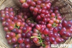 尿酸最怕的三种水果,葡萄/樱桃/西瓜(附4大