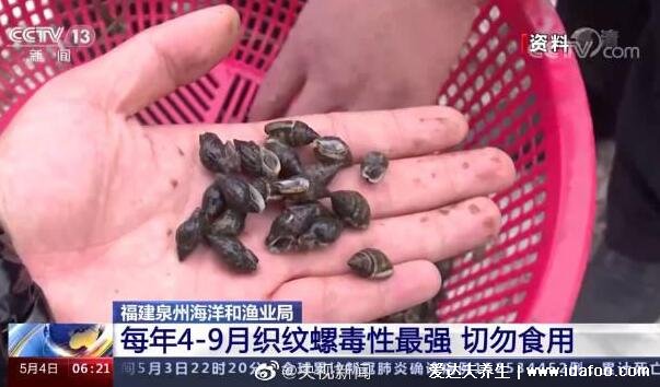 两种小海鲜近期千万别吃,海虹/织纹螺携带的毒素高温都消不了