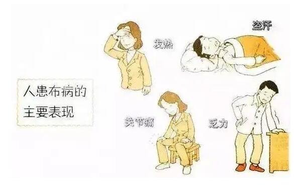 布病终身携带一辈子痛苦,慢性期可无法治愈(后果不孕不育)