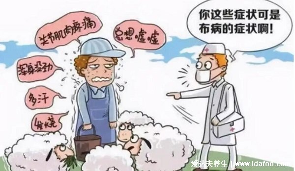 布病终身携带一辈子痛苦,慢性期可无法治愈(后果不孕不育)