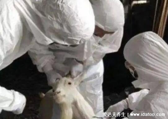 布病终身携带一辈子痛苦,慢性期可无法治愈(后果不孕不育)