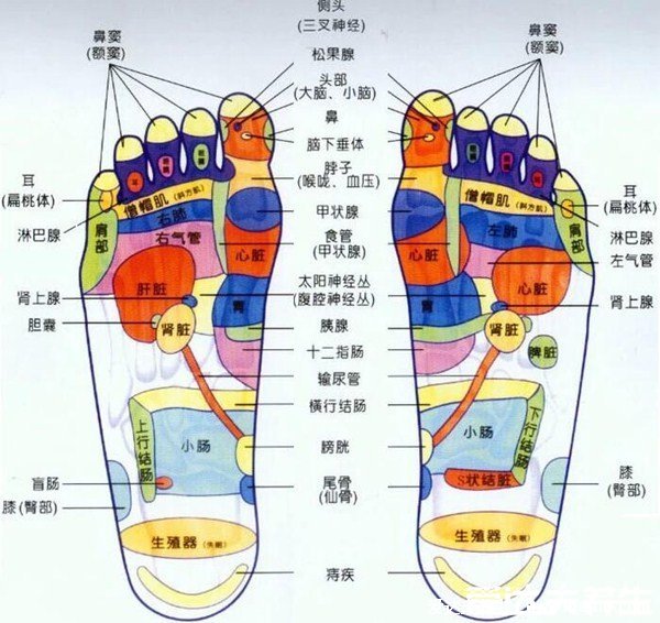 脚底按摩图反射区图片,按摩大脑反射区可治疗头痛