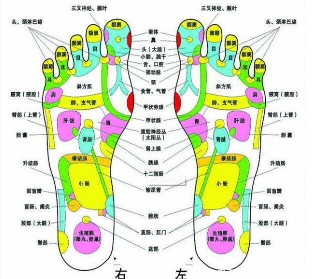 脚底按摩图反射区图片,按摩大脑反射区可治疗头痛