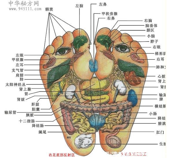 脚底按摩图反射区图片,按摩大脑反射区可治疗头痛