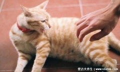 猫抓了一下出了点血要打疫苗吗，有明确伤