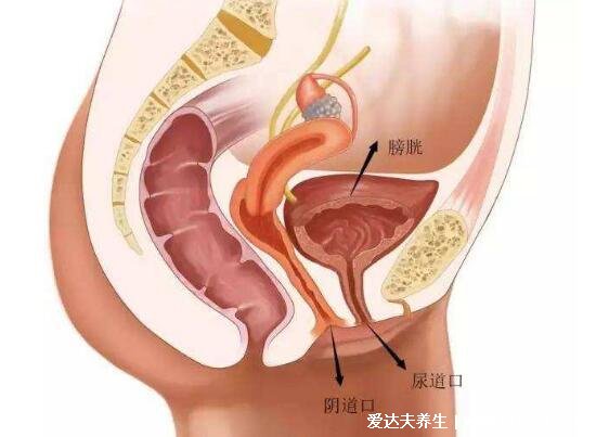 膀胱在哪个位置图片,肚脐下方耻骨联合的上方能摸到