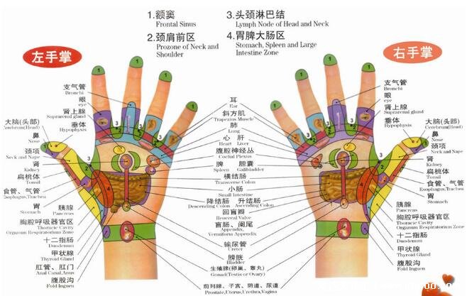手部反射区图解与疾病高清图大全,手部6大经络清晰图片