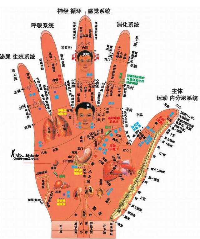 手部反射区图解与疾病高清图大全,手部6大经络清晰图片