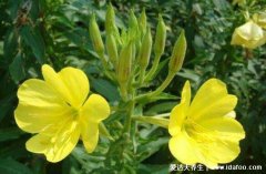 黄花草油酸是什么东西功效作用有哪些，是