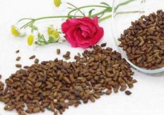 决明子泡水喝竟有6个害处,长期喝警惕肠道