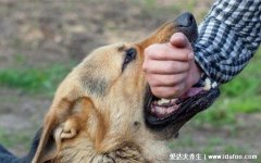 狗咬我10天后没死我没打针，代表你是安全的