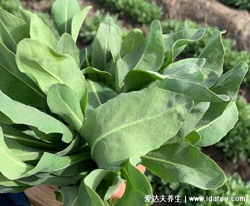 乌斯玛草棒能生发吗,具有生发作用(乌斯玛草可提高毛囊sod活性)