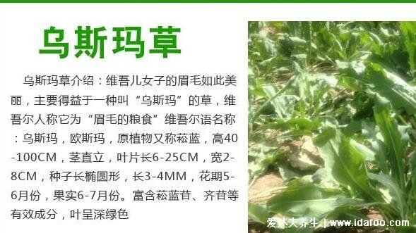乌斯玛草棒能生发吗,具有生发作用(乌斯玛草可提高毛囊sod活性)