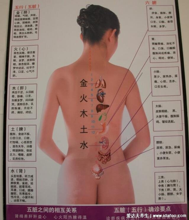 男女后背疼痛位置图详解，含左右后背疼痛对照图(重视背疼原因)