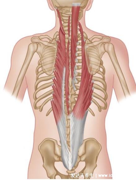 人体器官肾的位置图片,在腰部脊柱两侧(肾病变敲击肾痛)