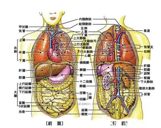 人体器官肾的位置图片,在腰部脊柱两侧(肾病变敲击肾痛)