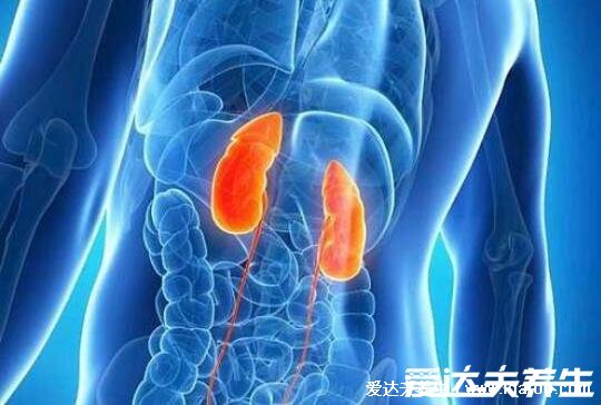 人体器官肾的位置图片,在腰部脊柱两侧(肾病变敲击肾痛)