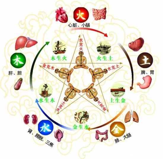 人体器官肾的位置图片,在腰部脊柱两侧(肾病变敲击肾痛)