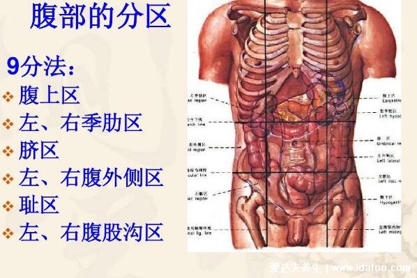 腹部九分法及分区名称,腹部疼痛对应的图片器官图